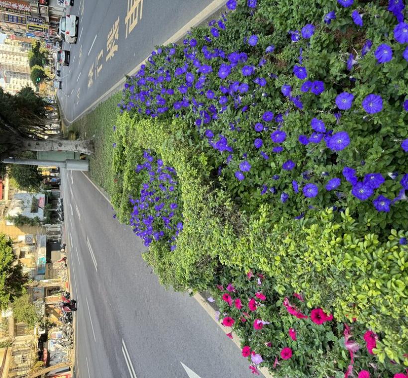 矮牽牛適應力佳，花期長，景觀效益突出，不僅適合公共空間，也很適合私人空間布置