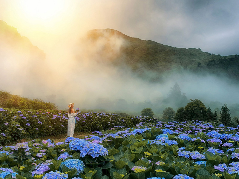 竹子湖繡球花季