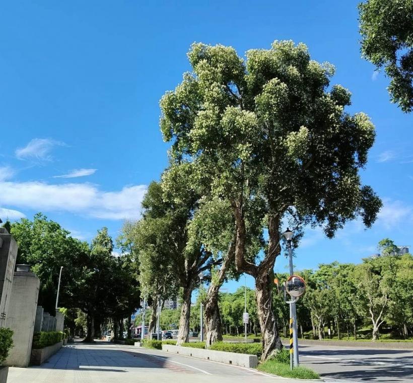  颯爽金風拂過新生南路，沿途高聳挺立的白千層也迎來秋天的盛花期