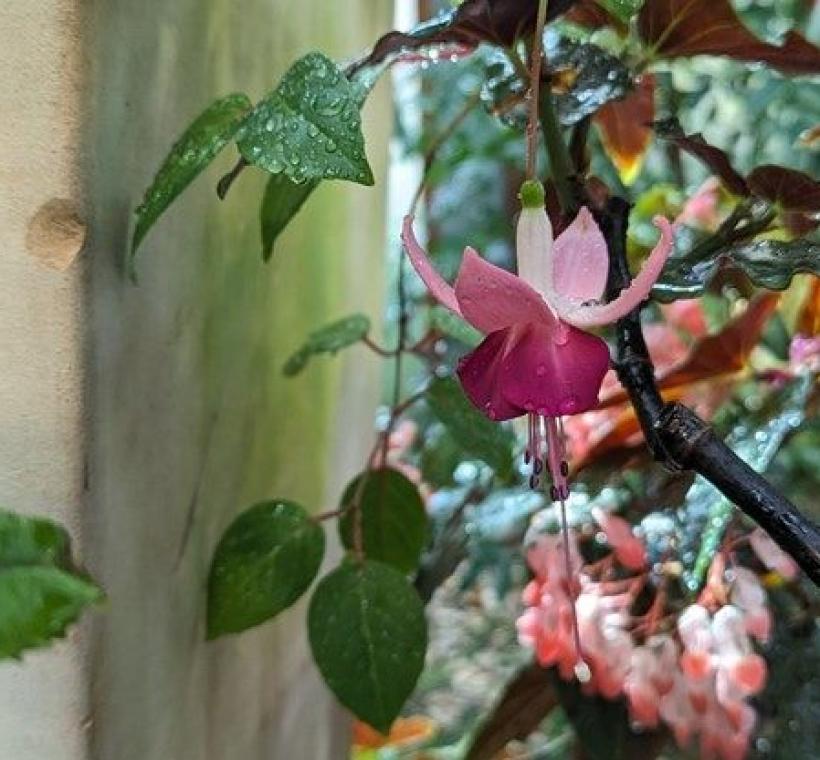 圖2. 吊鐘花掛在樹上像吊燈一樣。