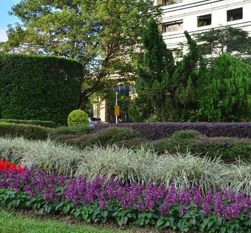 仁愛圓環周邊分隔島複層植栽設計
