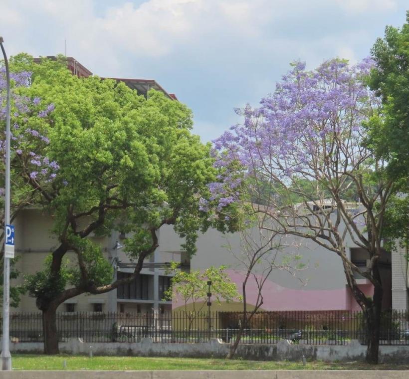 天母浪漫亭藍花楹盛開美景。