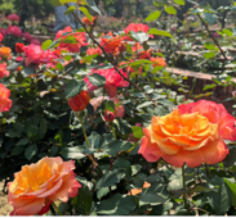 「托斯卡尼艷陽下」花色為亮眼的金黃至橙紅漸層，宛如義大利托斯卡尼豔陽灑落山丘的景象