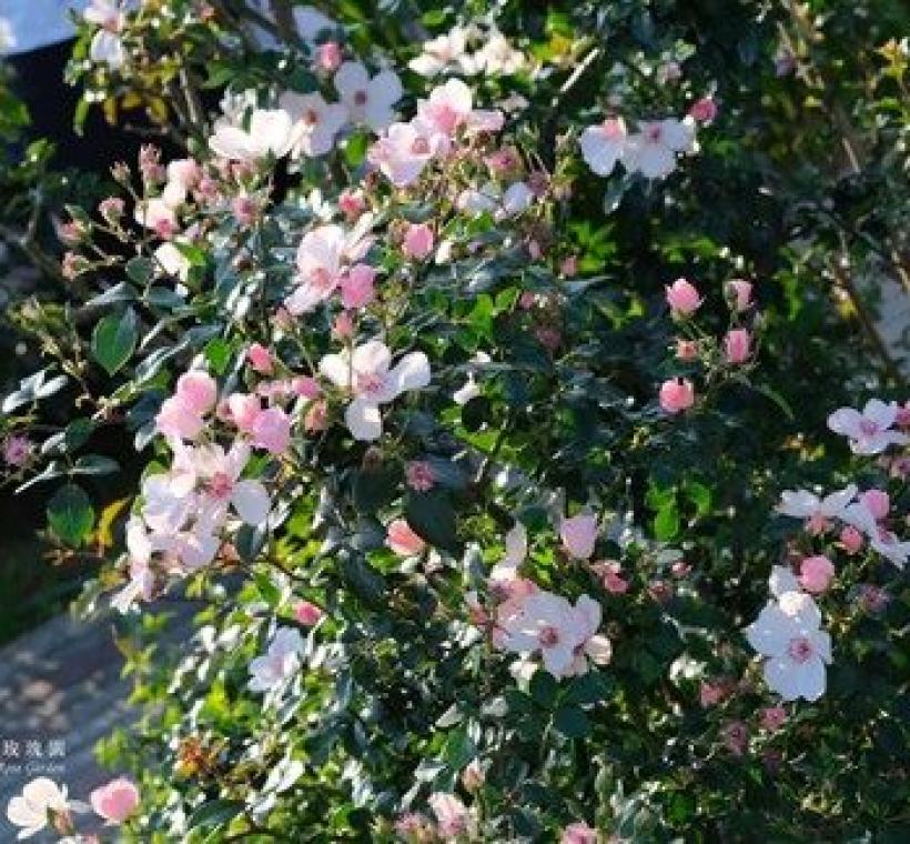 粉紅莎可琳娜 （Pink Sakurina）為單瓣平開型，與玫瑰多為重瓣的既定印象有所不同。