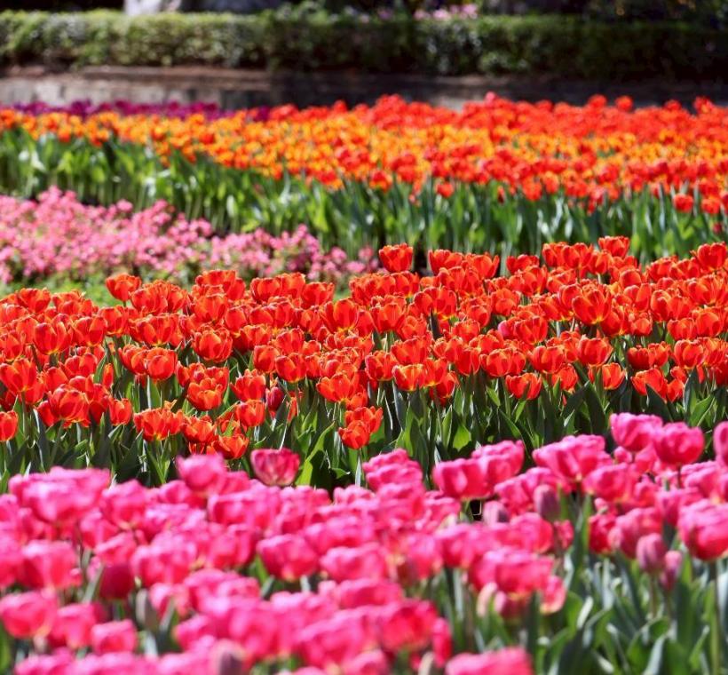 鬱金香陸續盛開中，期待你的光臨欣賞