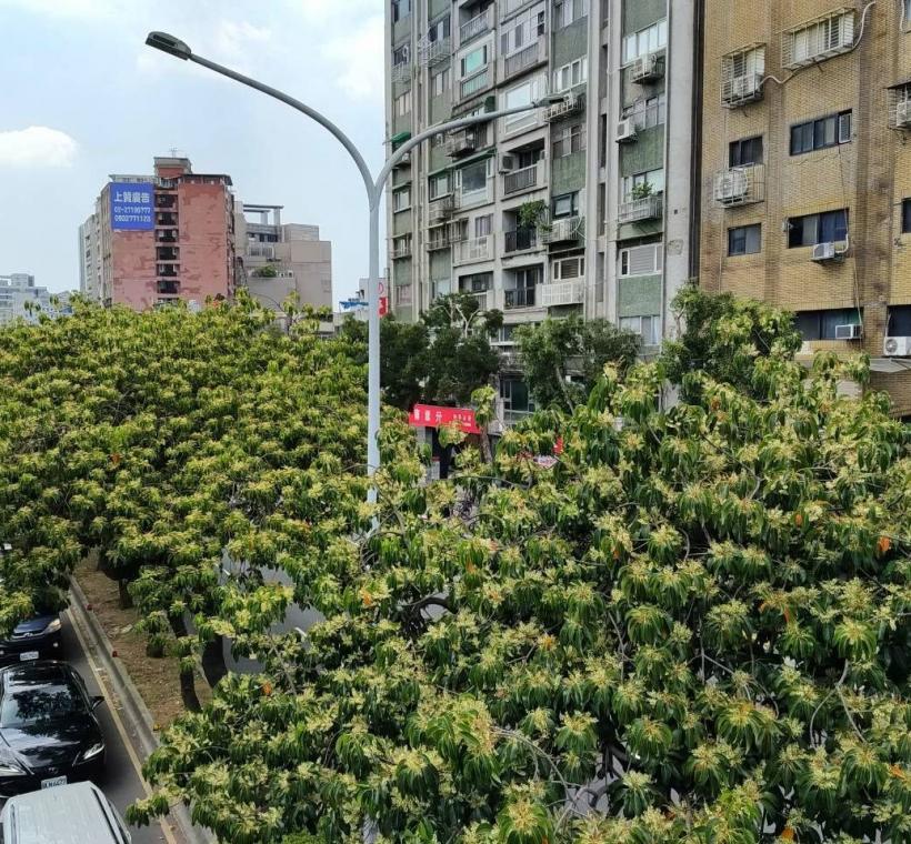 (圖2) 許多人初見錫蘭橄欖時，往往被滿樹雪白花序所吸引