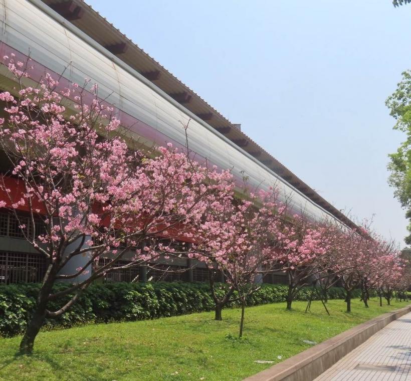 北投石牌站體富士櫻盛開。