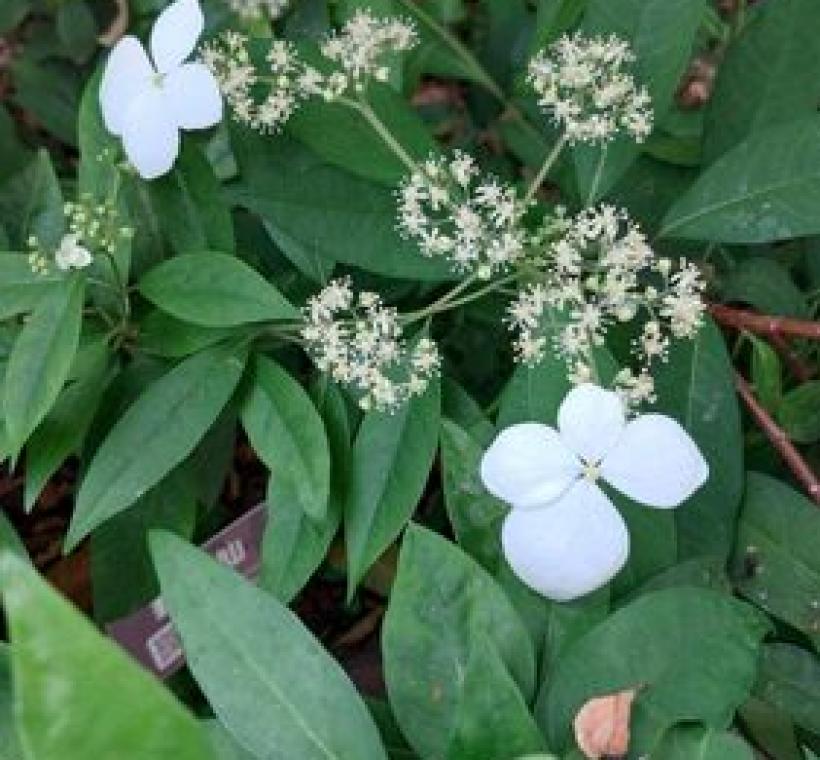 華八仙為兩型花，外圍不孕性花有4枚瓣狀白色圓形花萼。