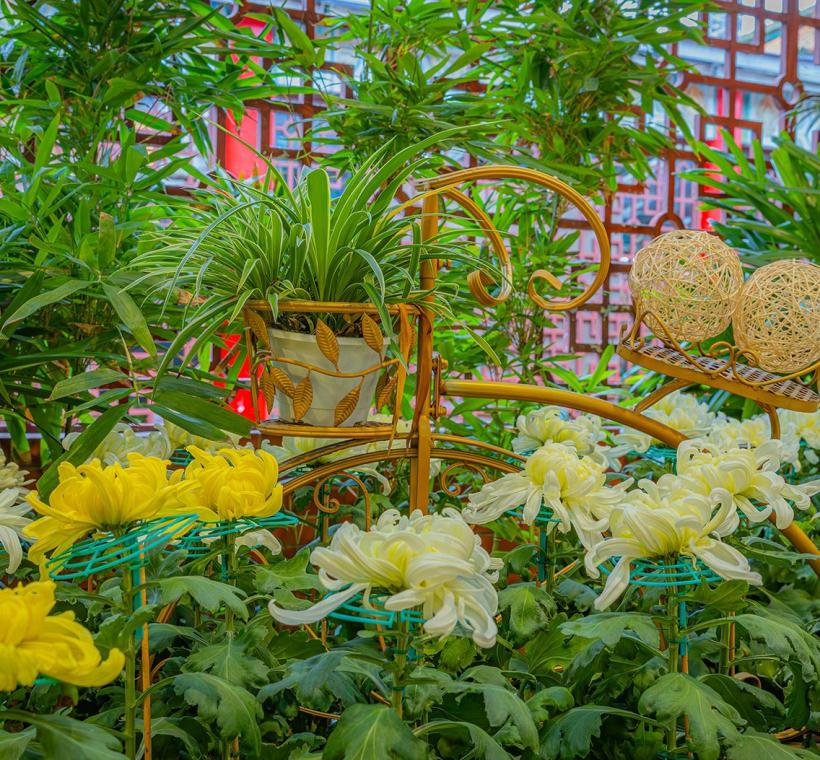 以品種大菊妝點花藝景致