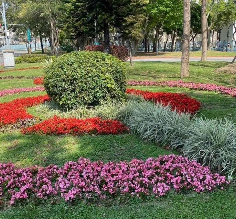 圖7.環河北路與敦煌路口種植四季秋海棠、沿階草