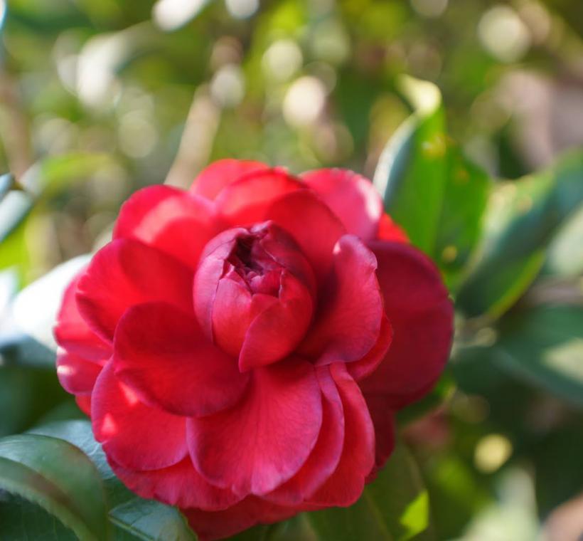 2025Taipei Camellia Show