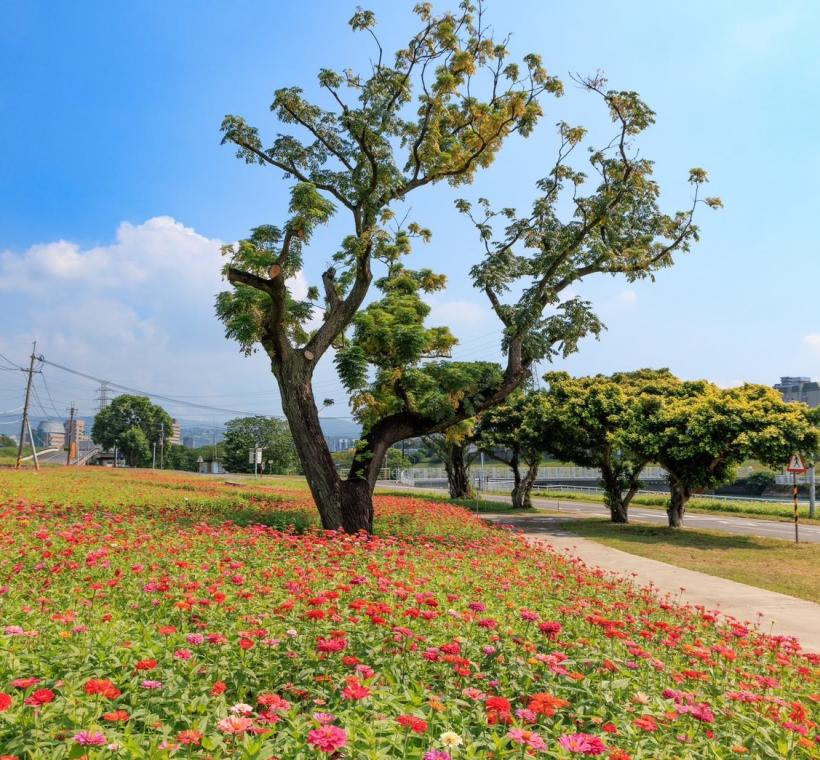 民眾不妨規劃半日遊到河雙21河濱公園賞花