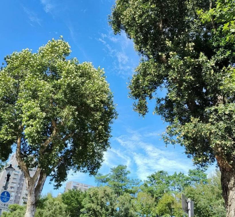 颯爽金風拂過新生南路，沿途高聳挺立的白千層也迎來秋天的盛花期