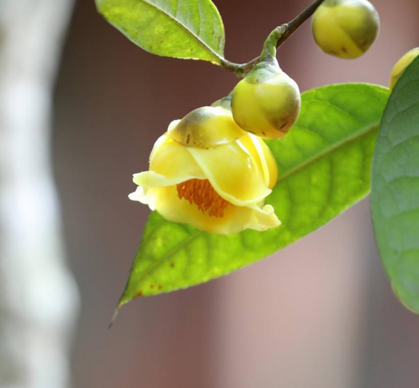 2025Taipei Camellia Show