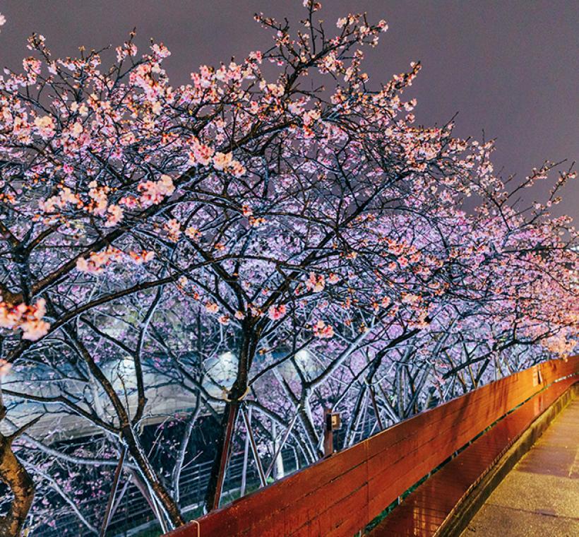 2026樂活寒櫻-夜間2