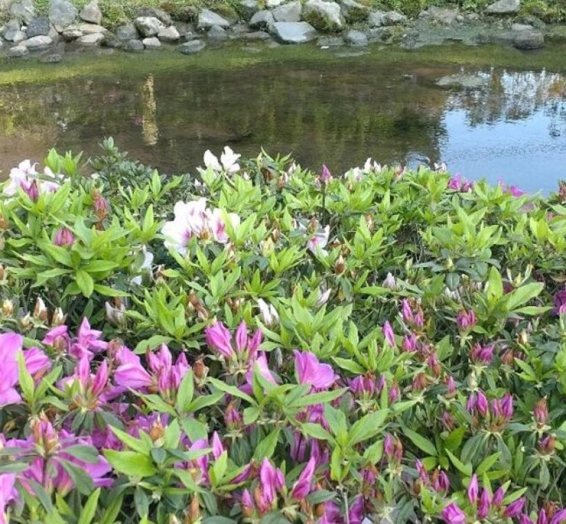 陽明公園櫻花溪流區杜鵑叢