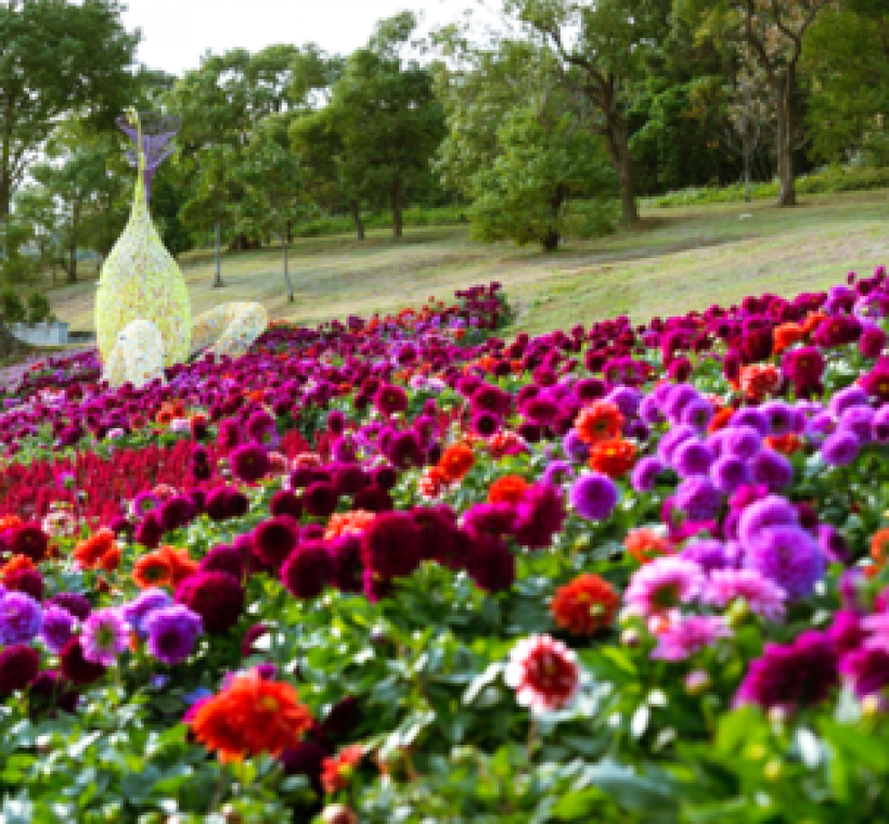 三月春意正濃，花海迎來盛放時刻，在暖陽中交織出最美春色。