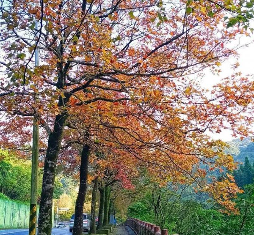 至善路三段楓香