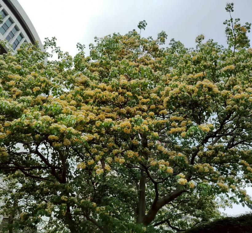 春末仁愛圓環加羅林魚木枝條上滿滿的銀白色花朵繁花簇擁