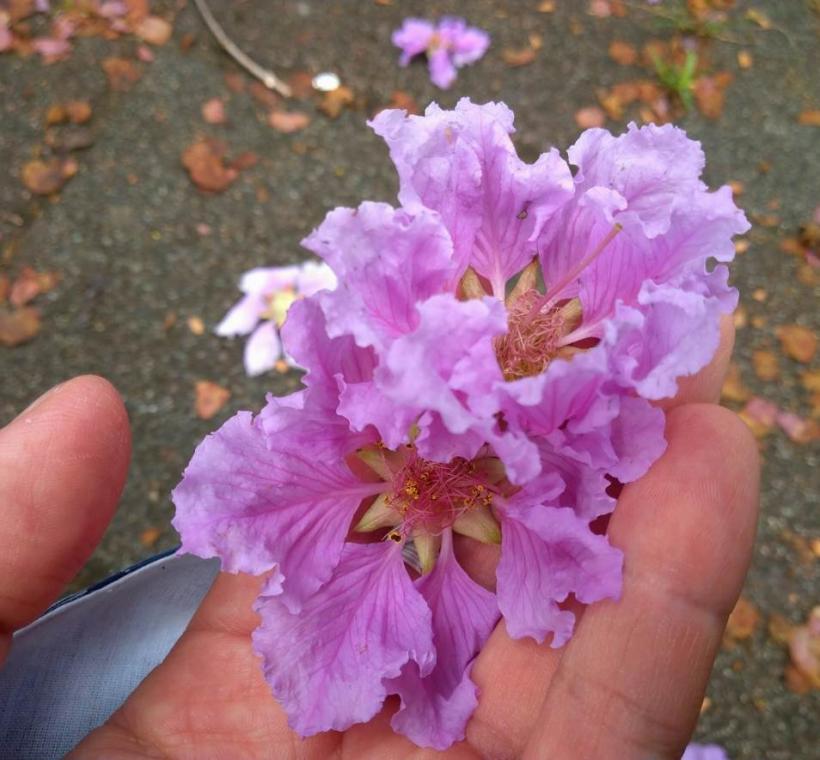 圖4 每朵花有6個花瓣，瓣緣呈不規則波浪鋸齒狀