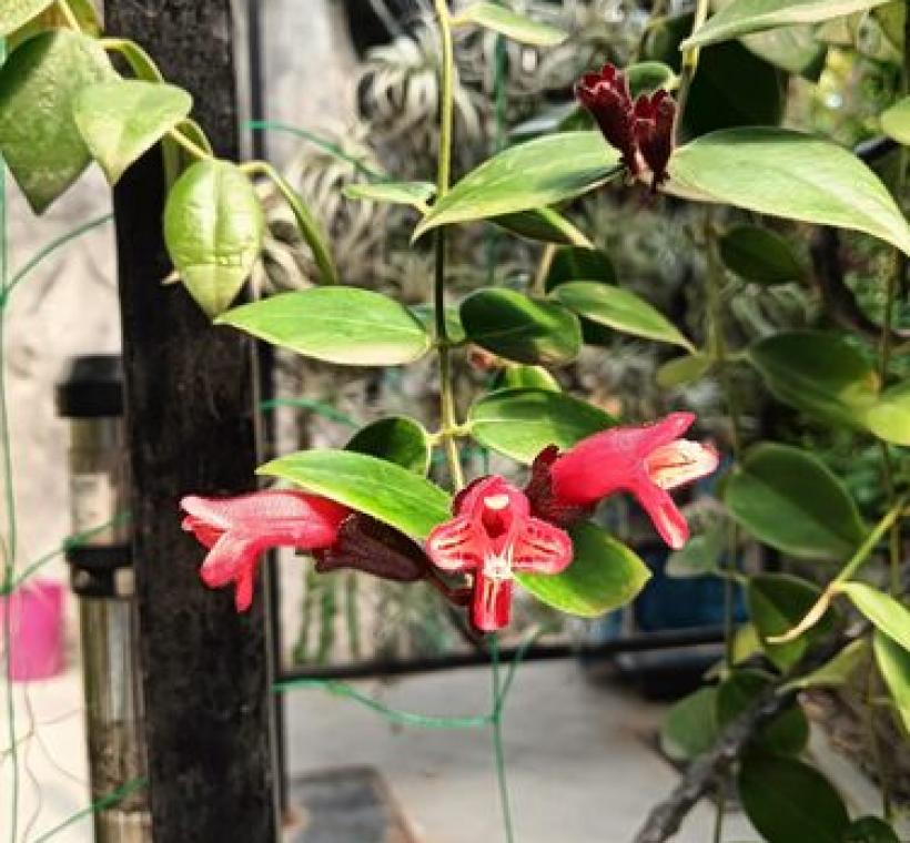 口紅花濃綠的葉片再配上鮮紅如口紅的管狀花冠，正是其名字的由來。