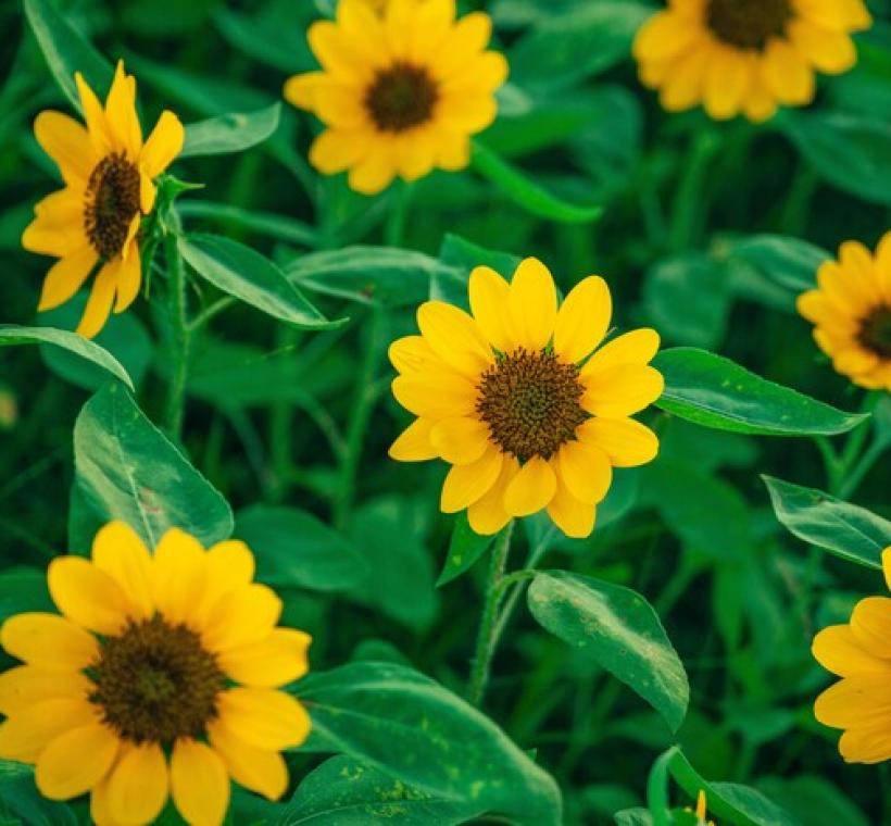 2025大佳河濱花海