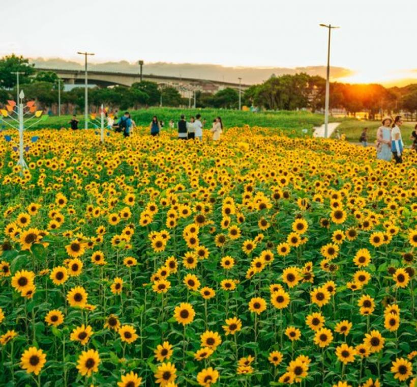 2025大佳河濱花海