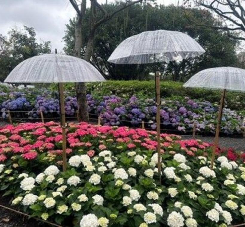 「杜鵑花心心」7品種的洋繡球爭奇鬥艷