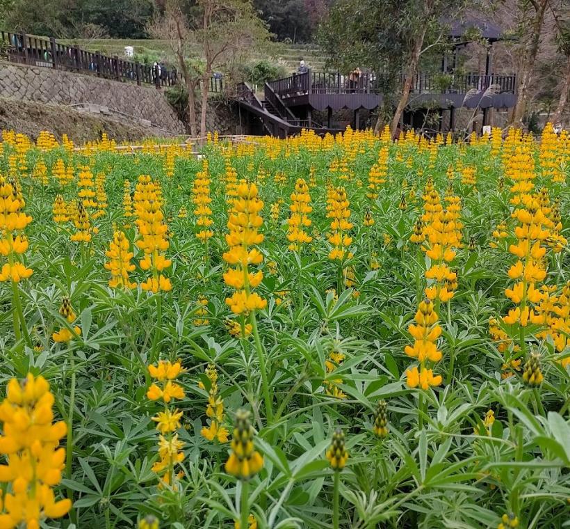 魯冰花花海，色澤金黃，隨風搖曳宛如金色波浪