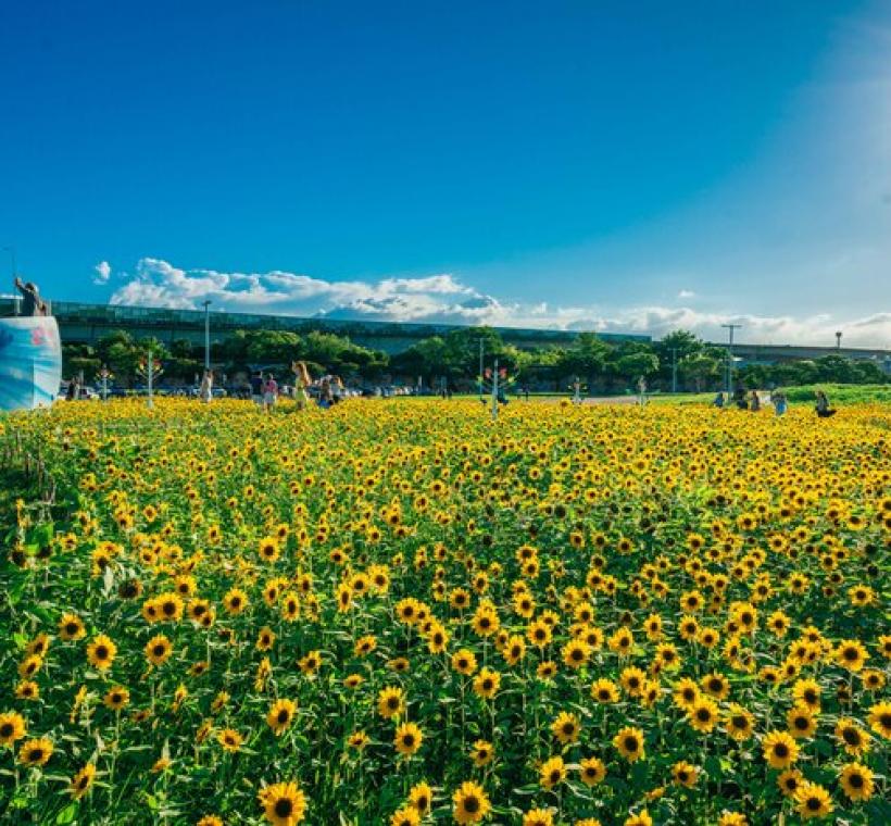 2025大佳河濱花海