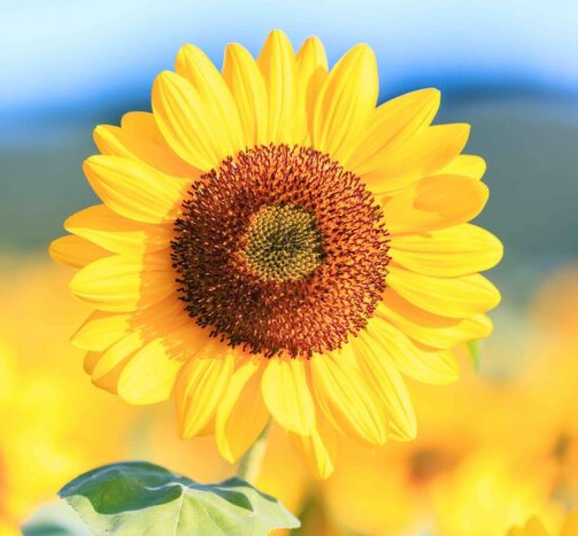 在藍天白雲的映襯下 向日葵花色更顯得鮮豔明亮