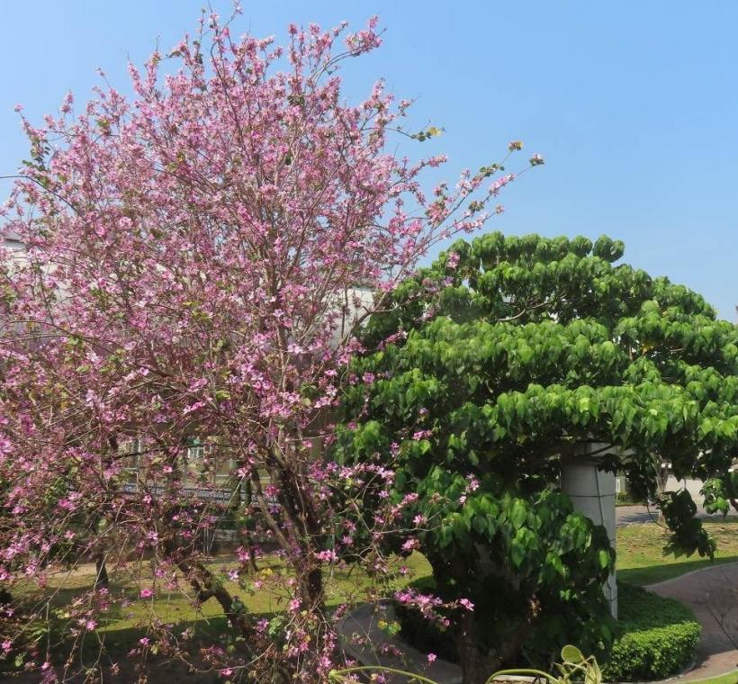 東華橋北側線形公園羊蹄甲助陣春日粉紅熱潮。
