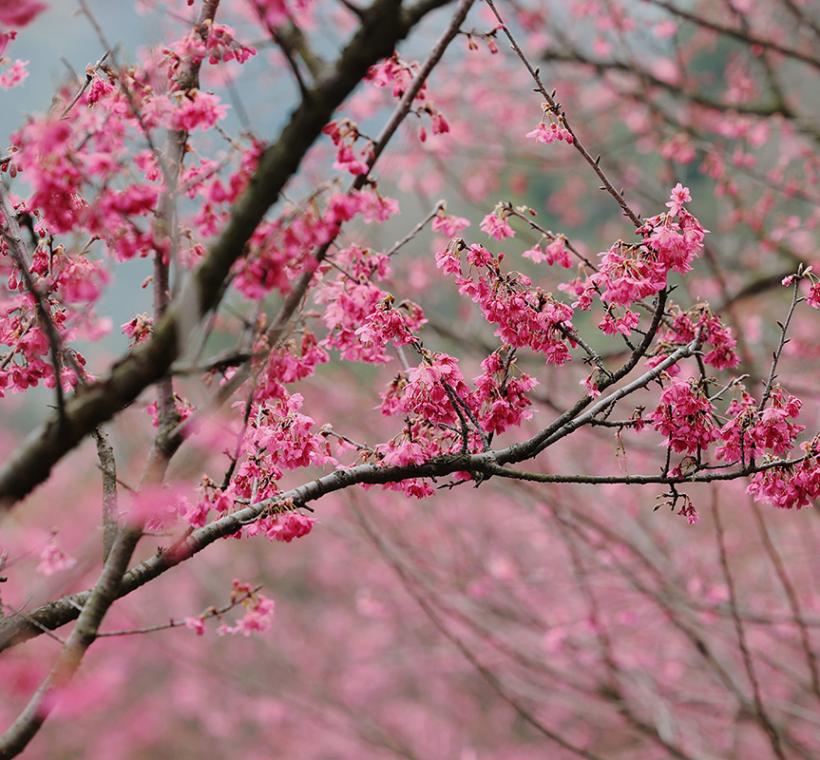 2026陽明山花季櫻花特寫