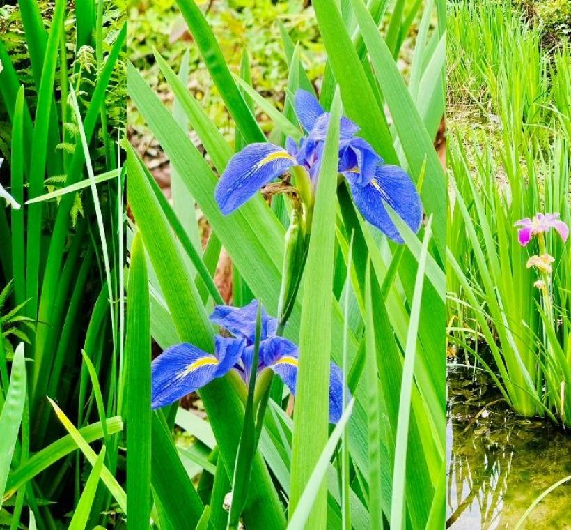 大安森林公園生態池及8號出口前鳶尾盛開