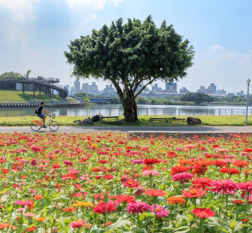 到河雙21河濱公園賞花 感受置身於花田裡的幸福浪漫
