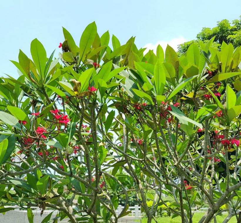  雞蛋花紅花品種則如晚霞般熱情絢麗，花朵綻放枝頭、清香隨風飄散，吸引不少民眾駐足欣賞、拍照留念