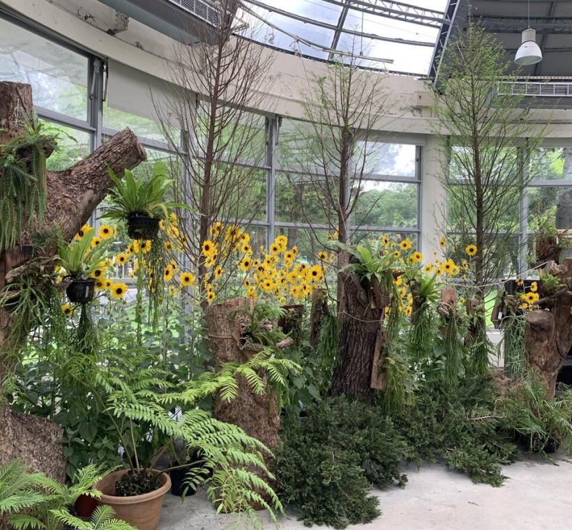 「綠金國度：蕨類與石杉植物特展」 以「生態縮景」概念打造原生棲地氛圍，透過苔蘚、蕨類與附生植物的共構配置，搭配枯木與岩石，重現森林林床與溪谷濕地的自然景觀