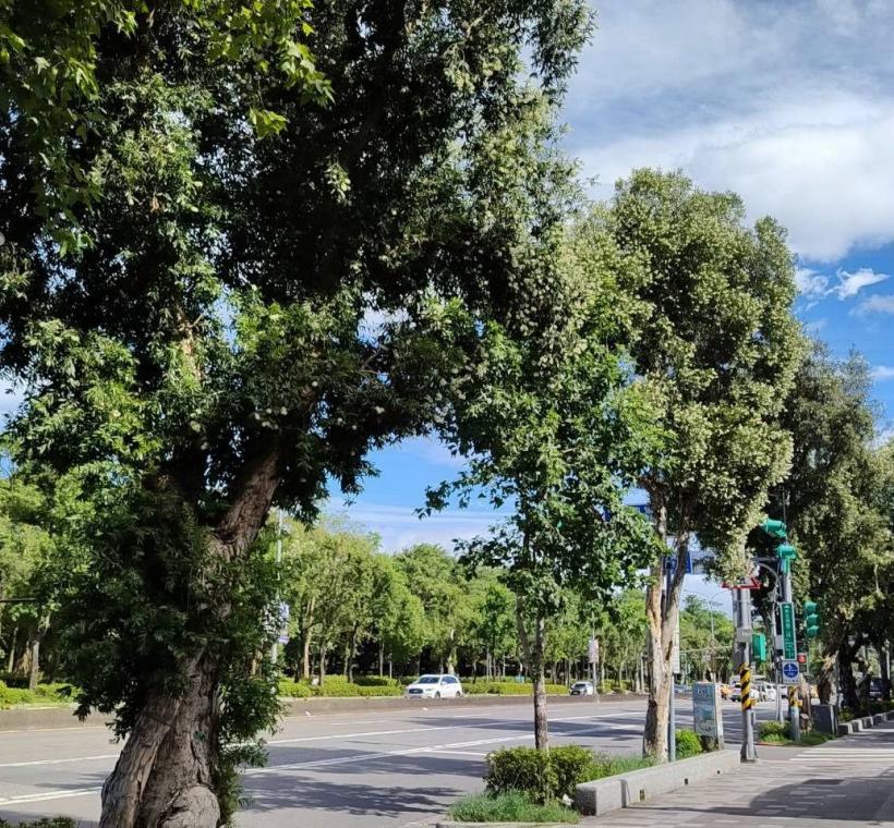 颯爽金風拂過新生南路，沿途高聳挺立的白千層也迎來秋天的盛花期
