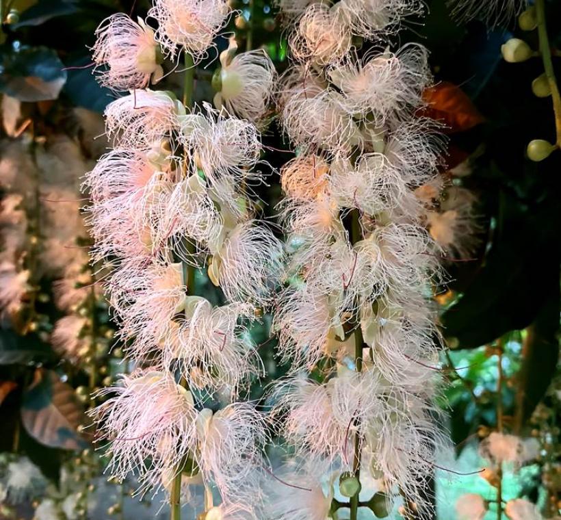 圖9 懸掛而下的花序，也像一串串的點燃的鞭炮，因此而有「夏季煙火」的美名。(攝影者榮星志工葉鳳蓮)