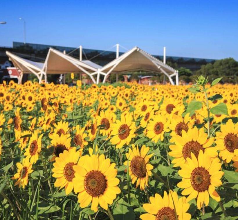 大佳河濱花海 向日葵花海盛開 現在正是賞花期 