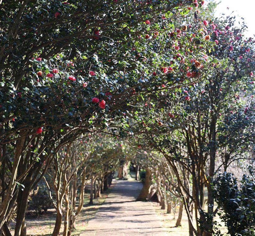 2025Taipei Camellia Show