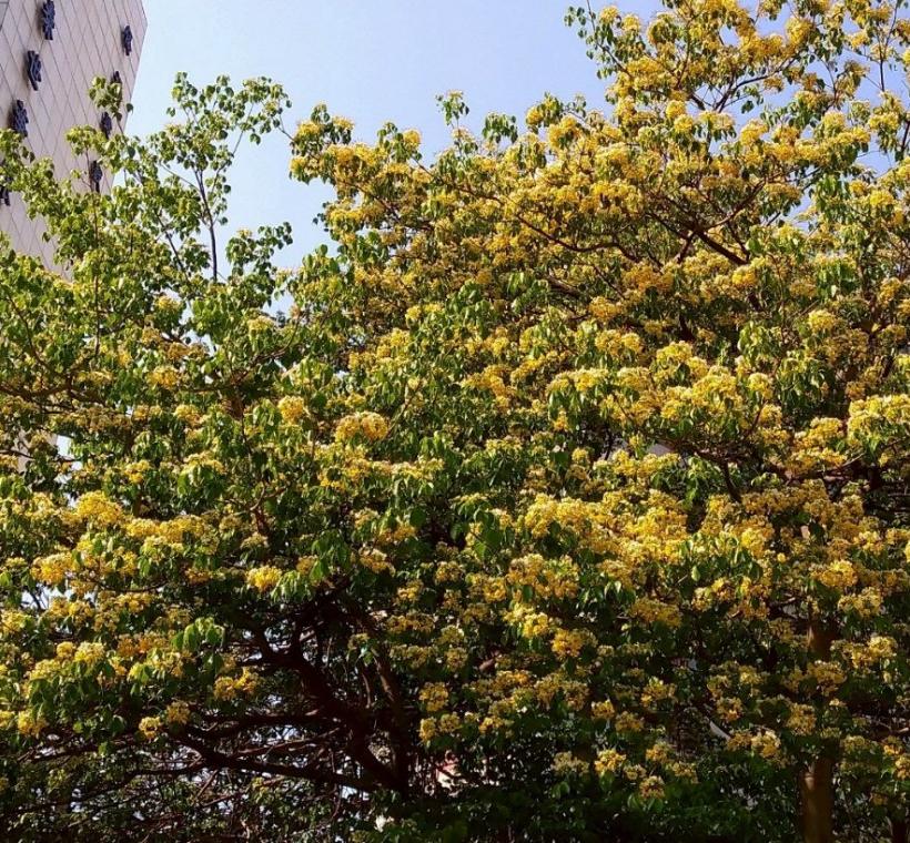 春末仁愛圓環加羅林魚木枝條上滿滿的銀白色花朵繁花簇擁