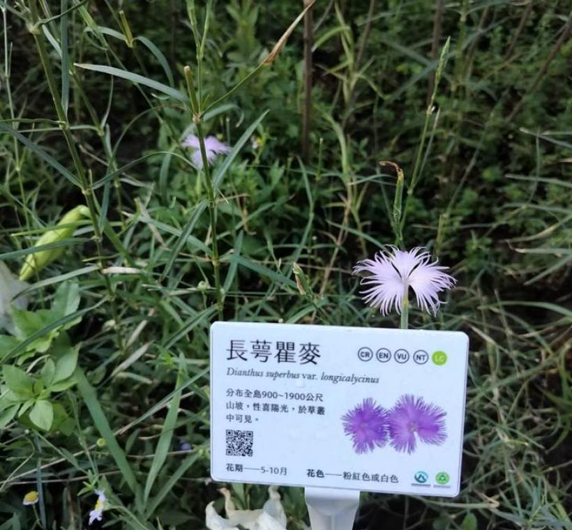 長萼瞿麥在方寸之間展現野花樸實而細膩的美感