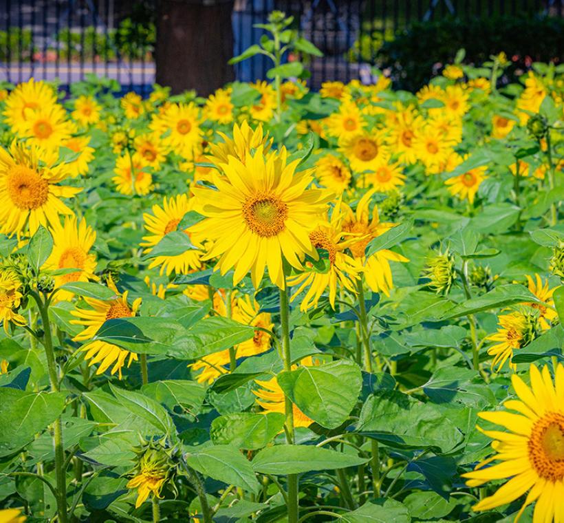 金燦的向日葵花海，鼓舞您迎向逐夢的每個挑戰
