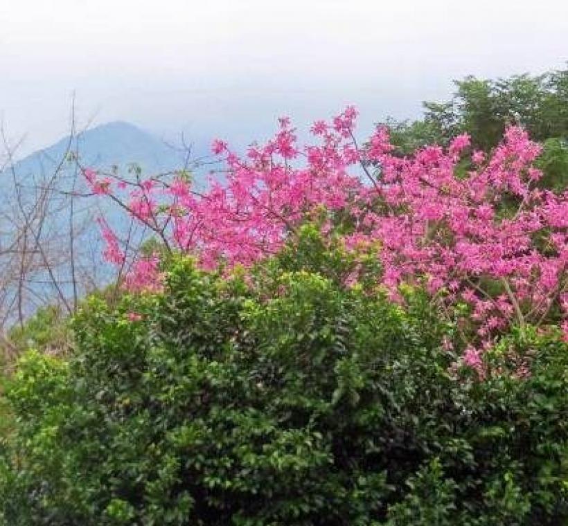 (圖片4) 北投田心仔綠地粉色的美人樹為山景增添秋色