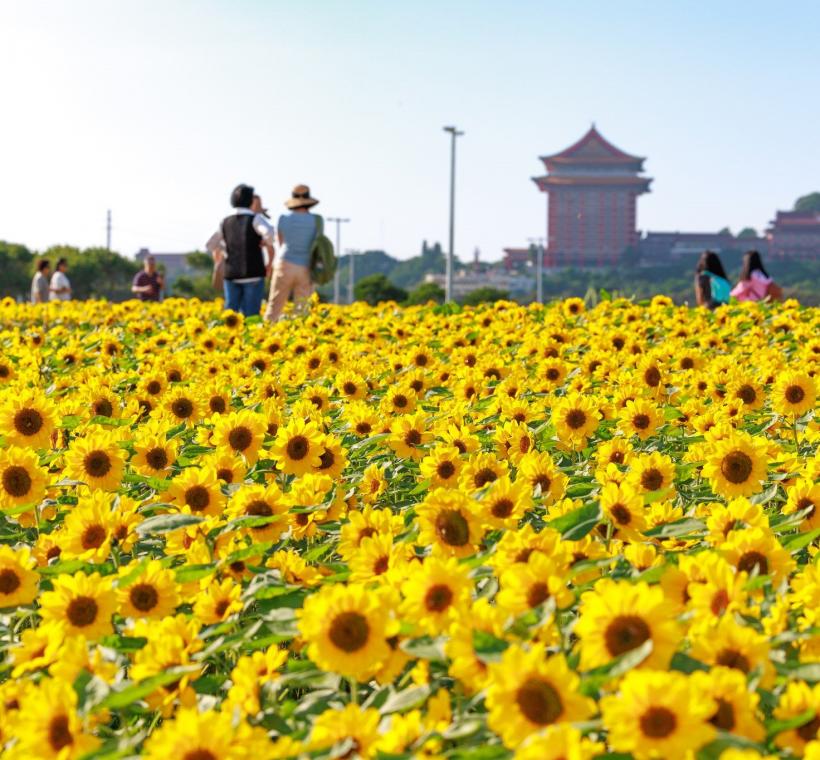 11萬盆莫內品種向日葵 全數盛開