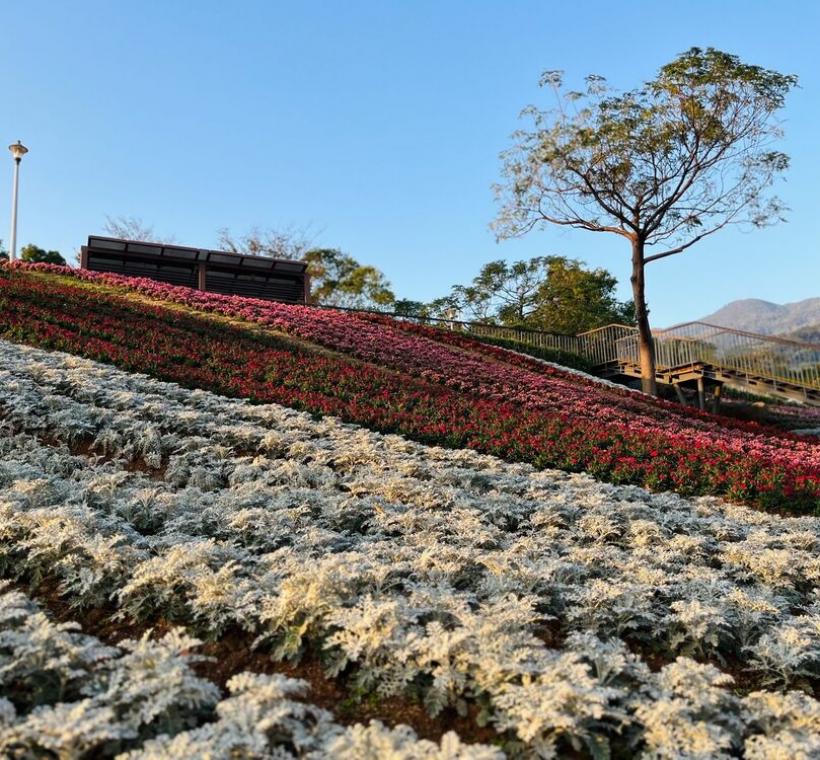 三層崎花海 銀葉菊