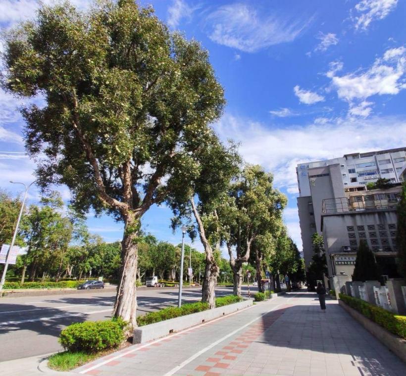 颯爽金風拂過新生南路，沿途高聳挺立的白千層也迎來秋天的盛花期