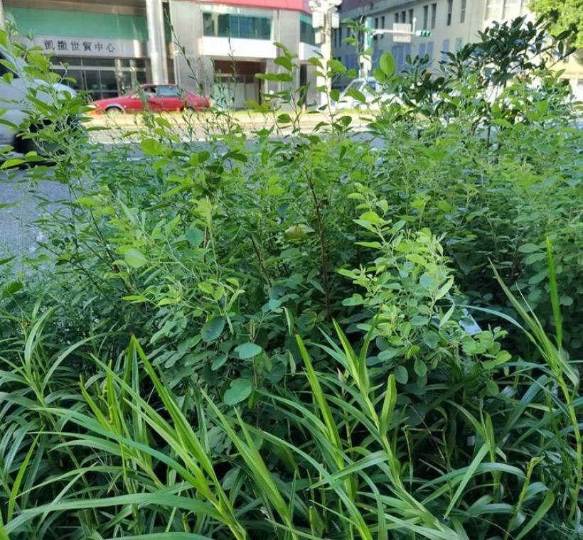 在方寸之間展現野花樸實而細膩的美感