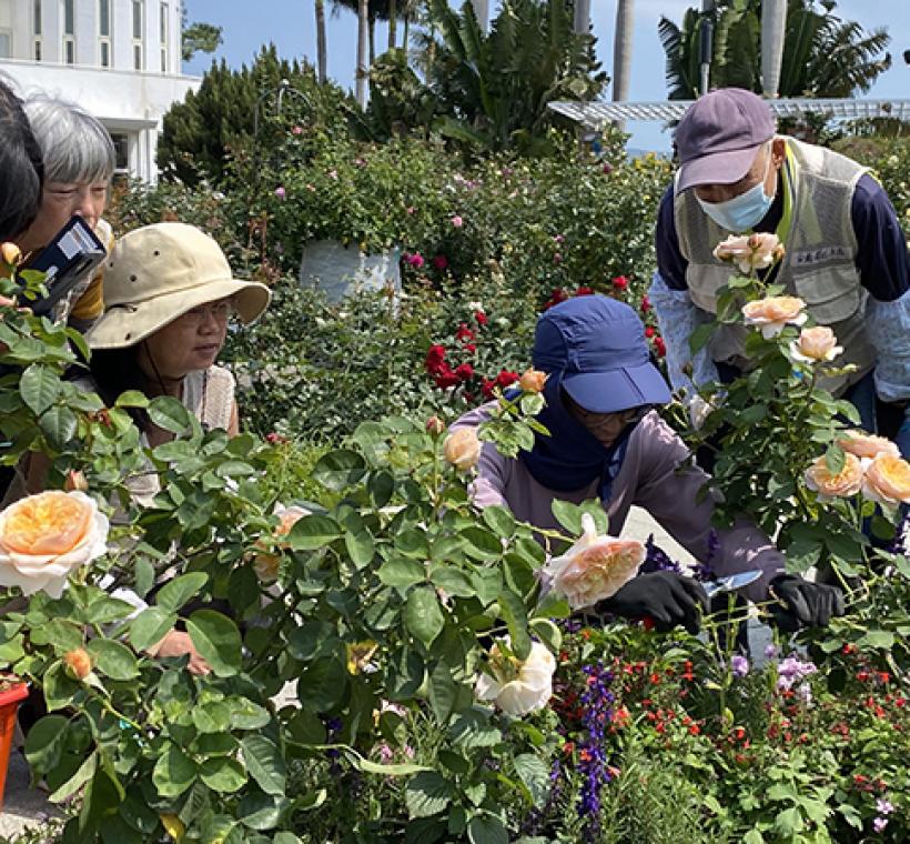 圖14 同仁負責維護育種家花園，志工服勤時會講授玫瑰修剪技巧。.JPG